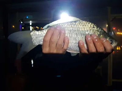 아산 명품월랑낚시터 11월 둘째주 주중조황 소식입니당~~~^^