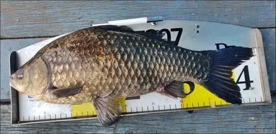 18.04.01 송전지 서울집 대물 조황