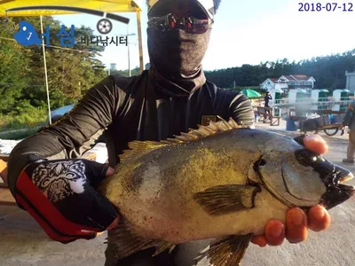 7월12일 어심바다낚시터조황