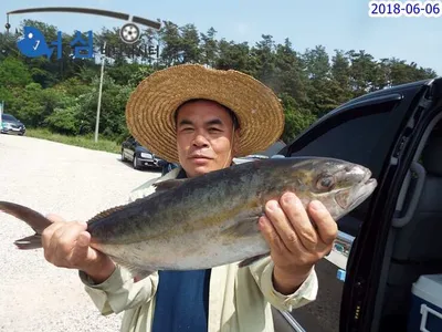 6월6일어심바다낚시터조황 