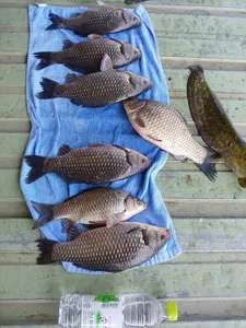 오목낚시터 삼일절연휴 조황!!!