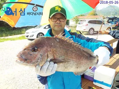 5월26일 어심바다낚시터조황 