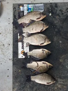 아산 명품 월랑낚시터 10월 첫번째 조황이야기입니다...^^