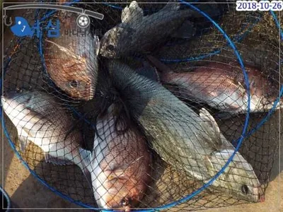 10월26일어심바다낚시터조황