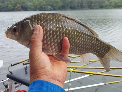 안성죽산장계지조항전경입니다