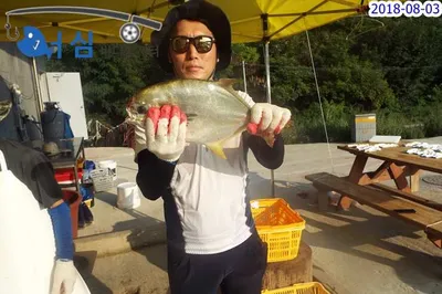 8월3일어심바다낚시터조황
