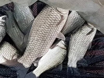 산속깊은계곡속에자리잡은장계지에서