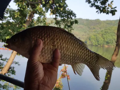 안성죽산장계지조항전경입니다