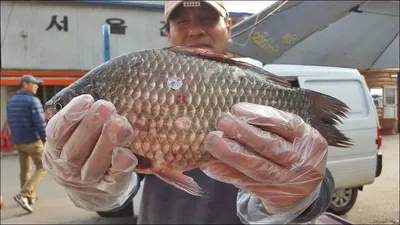 17.10.31 송전지 서울집 조황