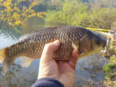 안성죽산장계지조항전경입니다