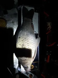 아산 명품 월랑낚시터 3월 막주 조황소식입니다...