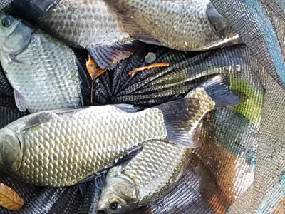 안성죽산장계지조항전경입니다