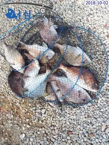 10월2일 어심바다낚시터조황