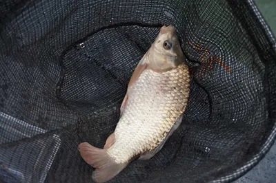 여주낚시터 밤낚 찌올림3탄