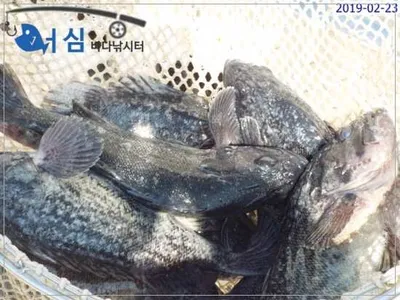 2월23일어심 개장전2차방류