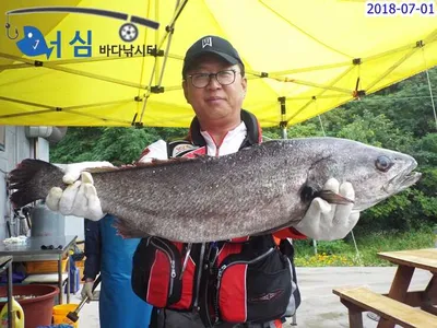 7월1일 어심바다낚시터조황