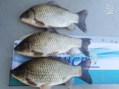 오목낚시터 십일월 첫주 조황입니다!!!