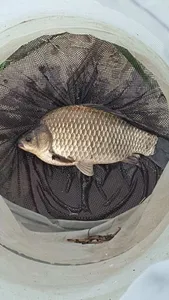 아산 명품 월랑낚시터 5월 넷쭈 조황화보입니다~~~^^