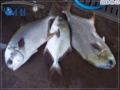 9월23일 어심바다낚시터조황