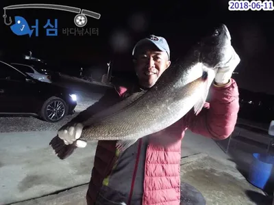 6월11일 어심바다낚시터조황
