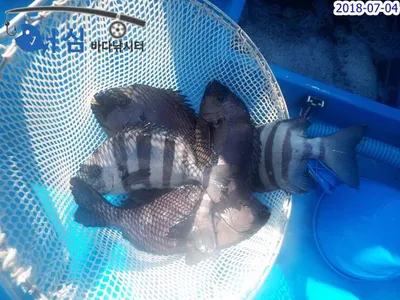 7월4일 어심바다낚시터조황