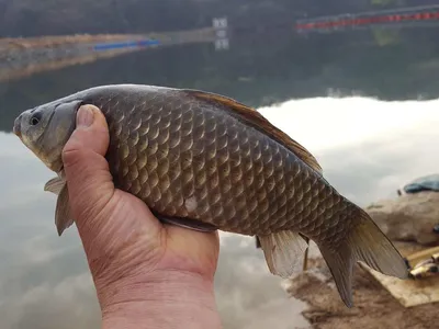안성죽산장계지조항전경입니다