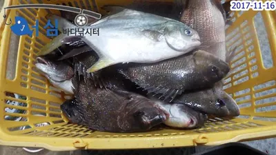 개장이틀전(11월16일어심바다낚시터조황)