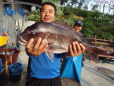 5월21일 어심바다낚시터조황