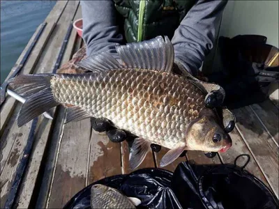 18.03.29 송전지 서울집 조황