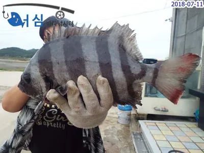 7월11일 어심바다낚시터조황