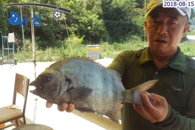 8월16일어심바다낚시터조황 