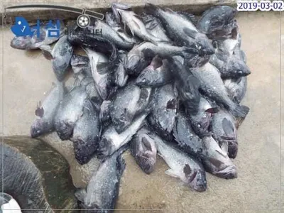 3월2일 어심바다낚시터조황