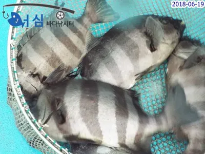 ㅡ돌돔ㅡ6얼19일 어심바다낚시터조황