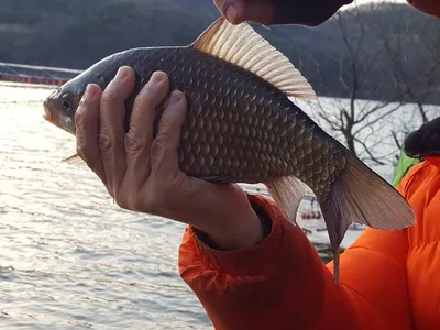 안성죽산장계지조항전경입니다