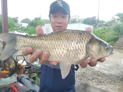 아산 명품 월랑낚시터 7월 첫번째 조황이야기입니다...^^
