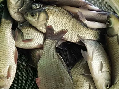 안성죽산장계지조항전경입니다