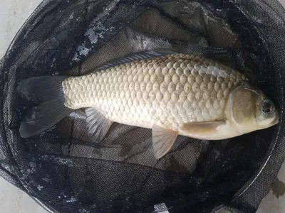 아산 월랑낚시터 9월 넷쭈 조황소식입니당~~~^^