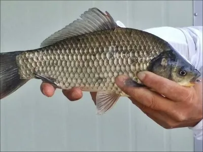 17.09.08 송전지 서울집 조황