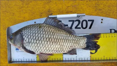 17.10.10. 송전지 서울집 조황