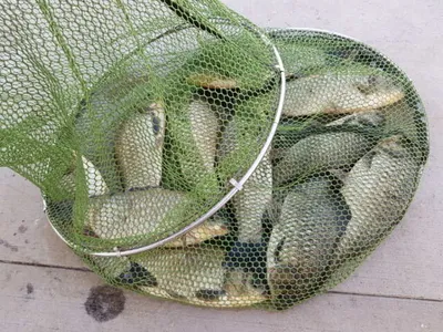 아산 명품 월랑낚시터 8월 두번째 조황야기입니다...^^