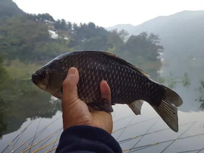 안성죽산장계지조항전경입니다