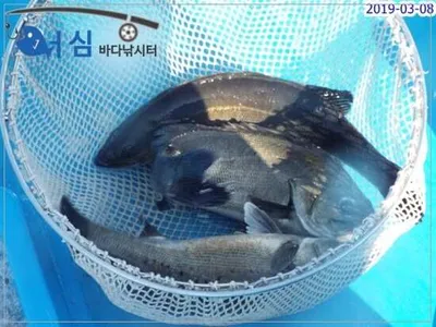 3월8일 어심바다낚시터조황