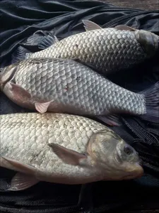 17.11.11 송전지 서울집 조황