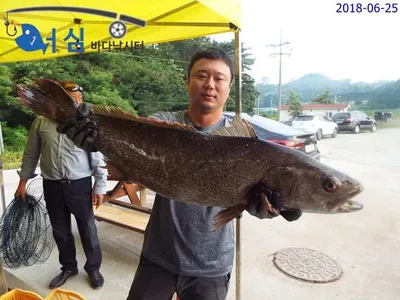 6월25일 어심바다낚시터조황