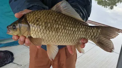 아산 명품 월랑낚시터 9월 네번째 조황이야기입니다...^^