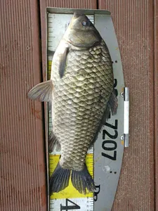 18.05.15 송전지 서울집 조황