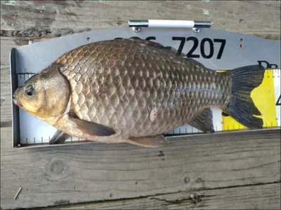 18.03.28 송전지 서울집 조황