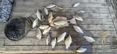 고삼저수지 마리수 손맛 보세요!!