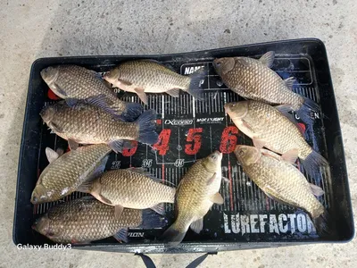 당진  항곡낚시터 