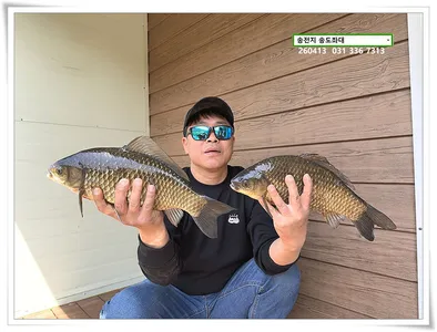 볕 받아낸 허리급, 송전지 송도좌대 조황.